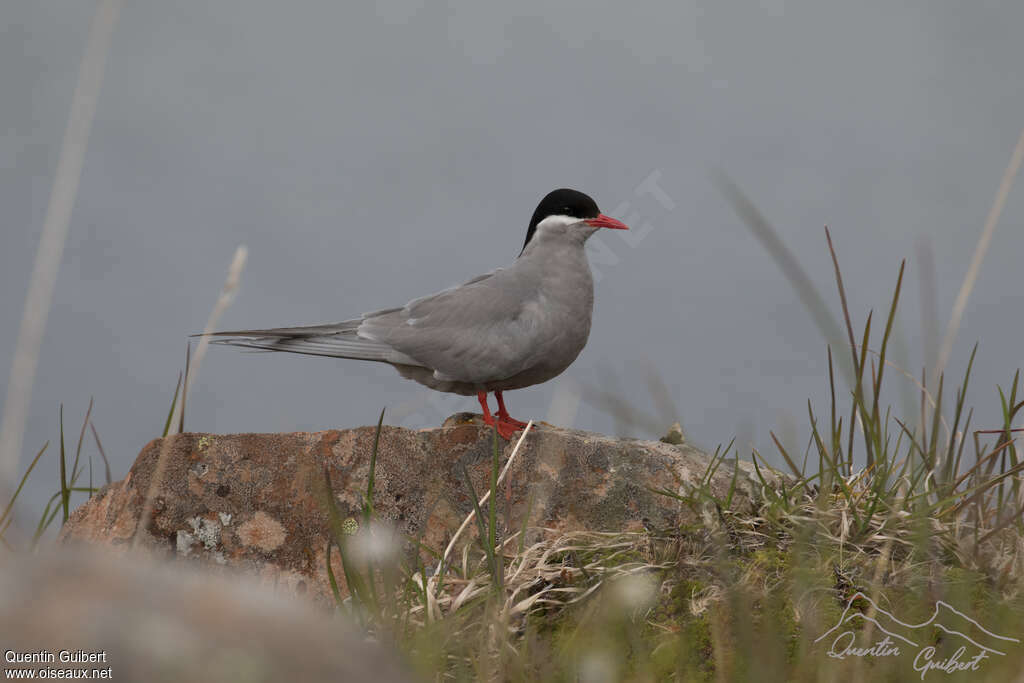 Kerguelen Ternadult breeding, identification