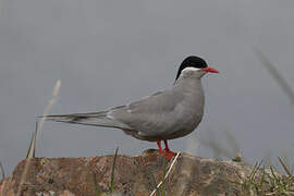 Kerguelen Tern