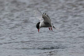 Kerguelen Tern