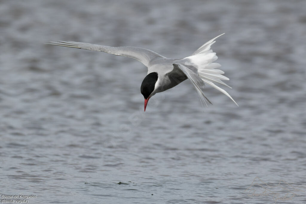 Kerguelen Tern