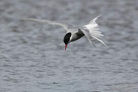 Kerguelen Tern