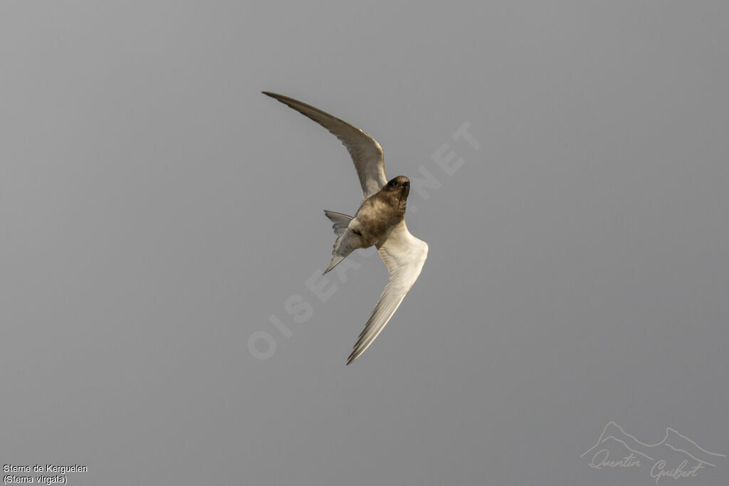 Kerguelen Tern