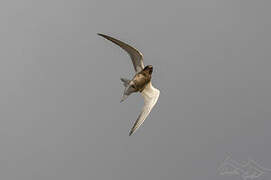 Kerguelen Tern