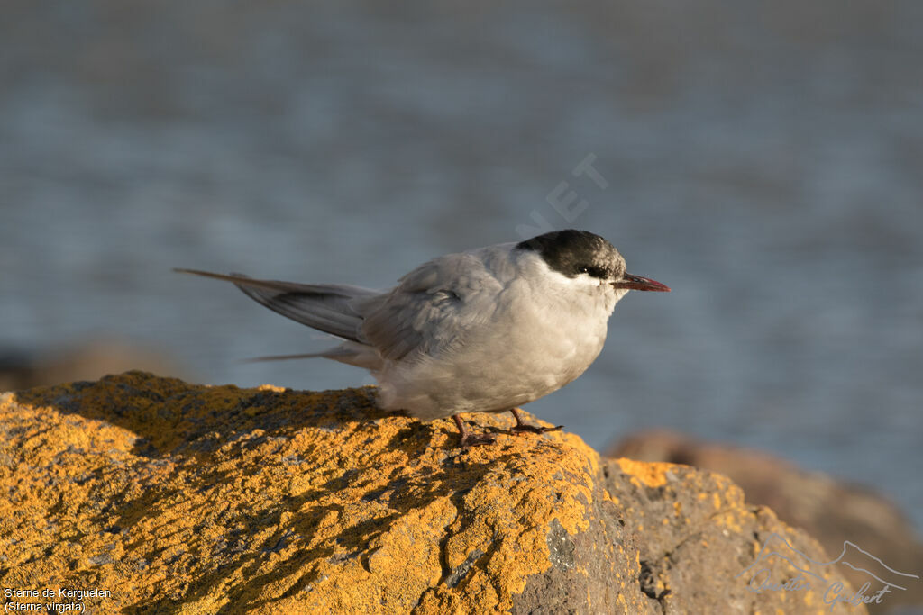 Kerguelen Tern