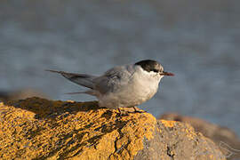 Kerguelen Tern