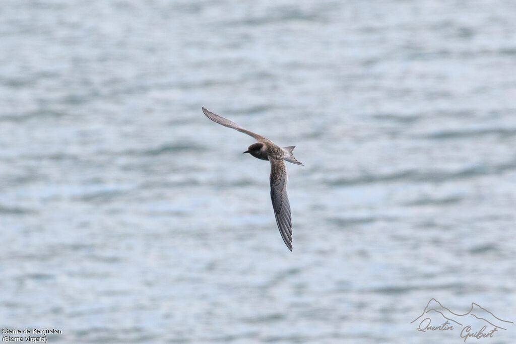 Kerguelen Tern