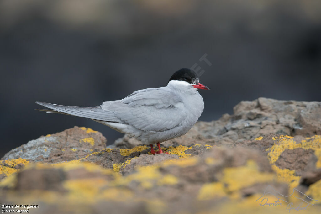 Sterne de Kerguelen