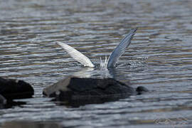 Kerguelen Tern