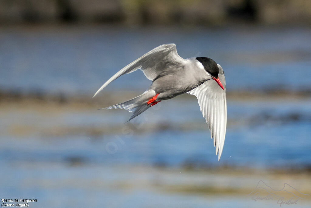 Kerguelen Ternadult breeding, identification, Flight