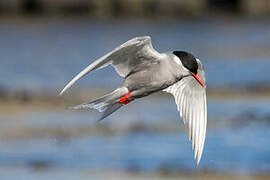 Kerguelen Tern