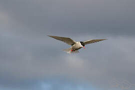 Kerguelen Tern