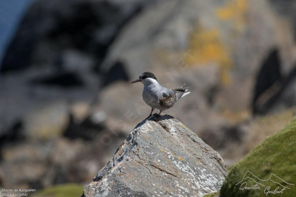 Kerguelen Tern