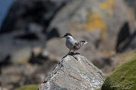 Kerguelen Tern