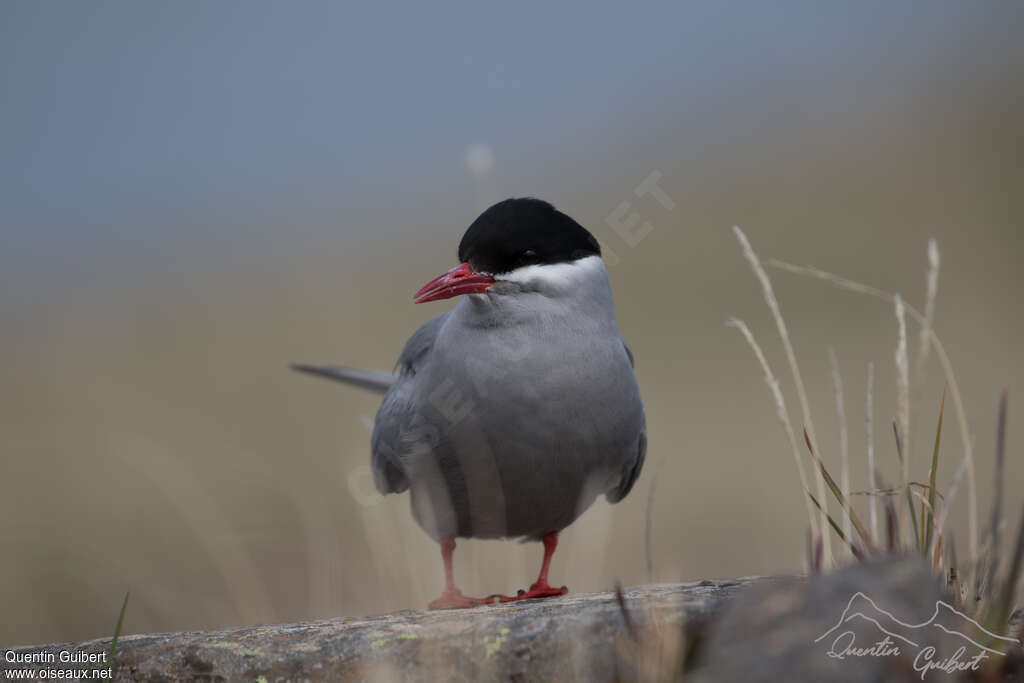 Kerguelen Ternadult, close-up portrait