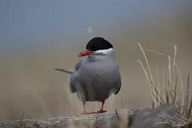 Kerguelen Tern