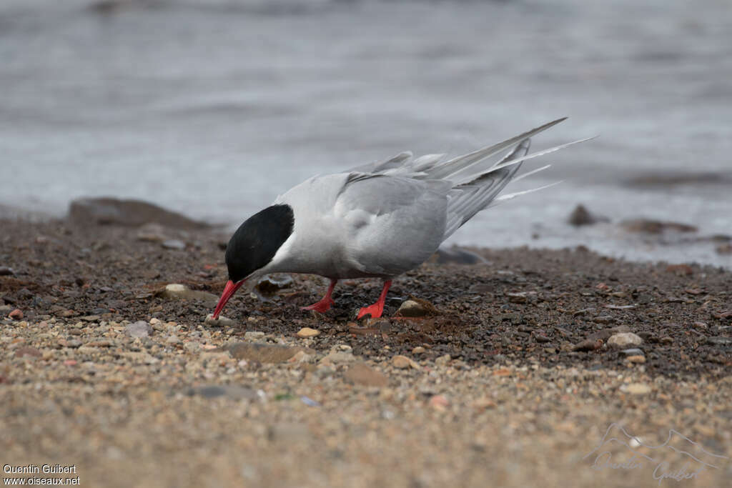 Kerguelen Ternadult breeding, habitat, pigmentation