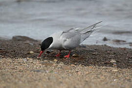 Kerguelen Tern