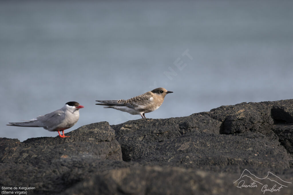 Kerguelen Tern