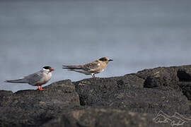 Kerguelen Tern