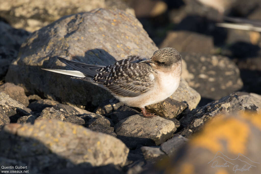 Sterne de Kerguelenjuvénile, identification