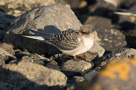 Kerguelen Tern