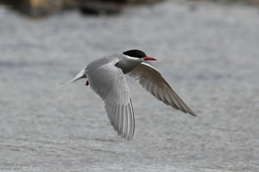 Kerguelen Tern