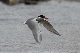 Kerguelen Tern