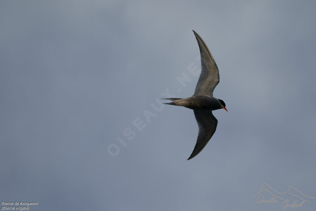 Kerguelen Tern