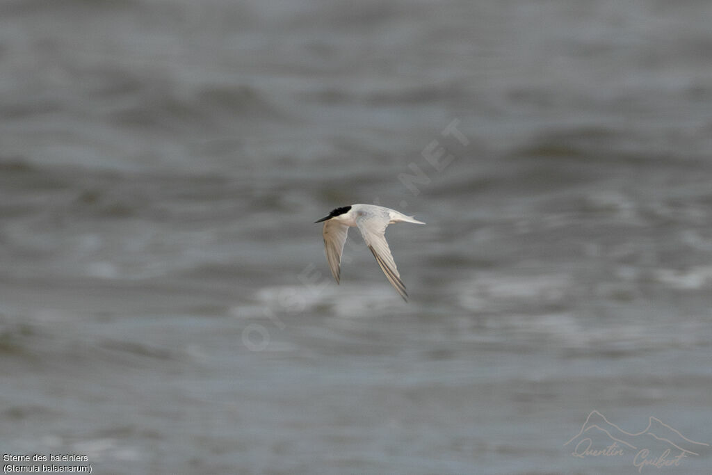 Damara Tern