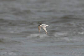 Damara Tern