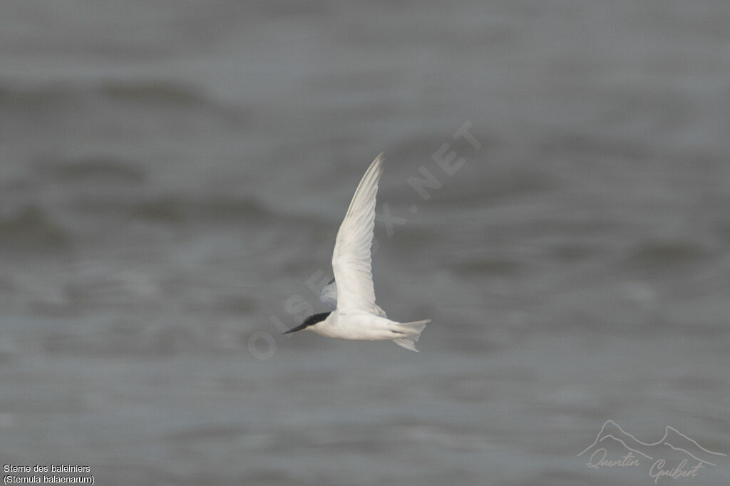 Damara Tern, Flight