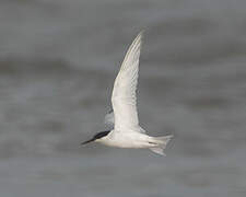 Damara Tern