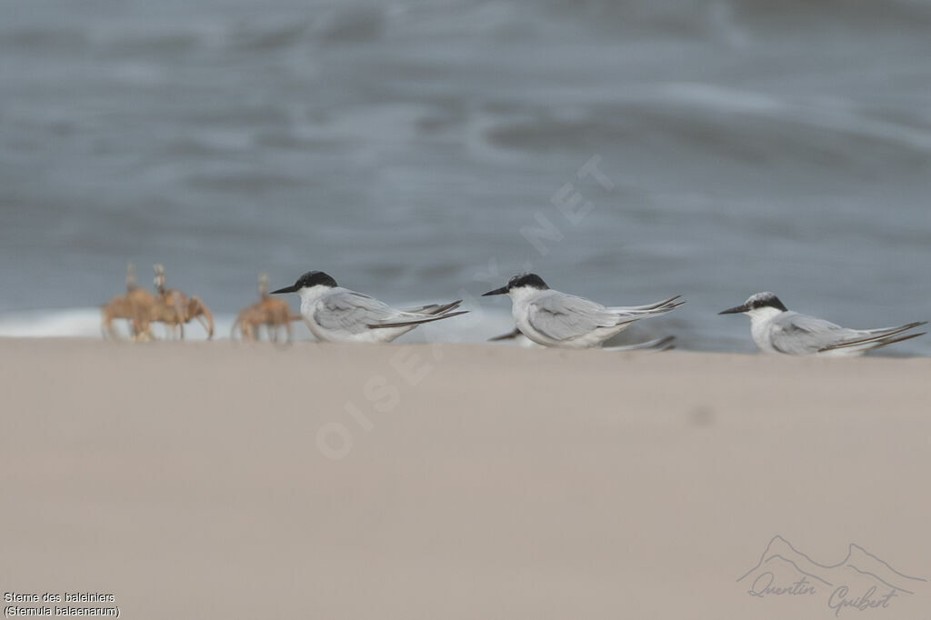 Damara Tern, identification