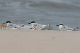 Damara Tern