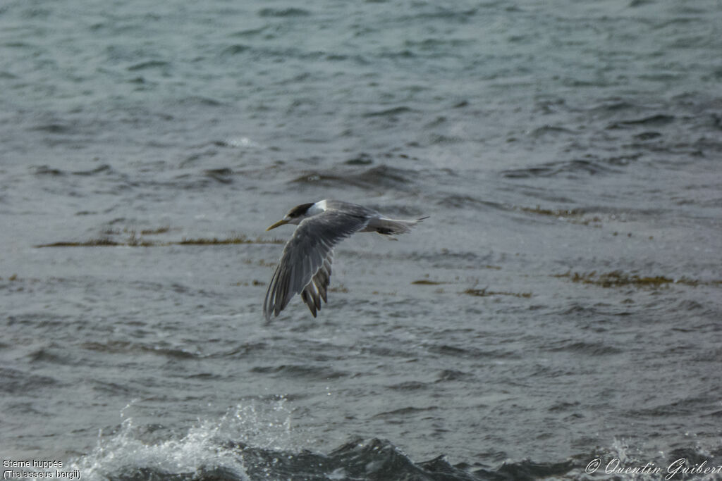 Greater Crested Tern