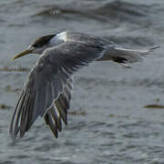 Greater Crested Tern