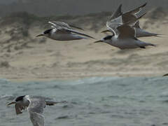 Greater Crested Tern