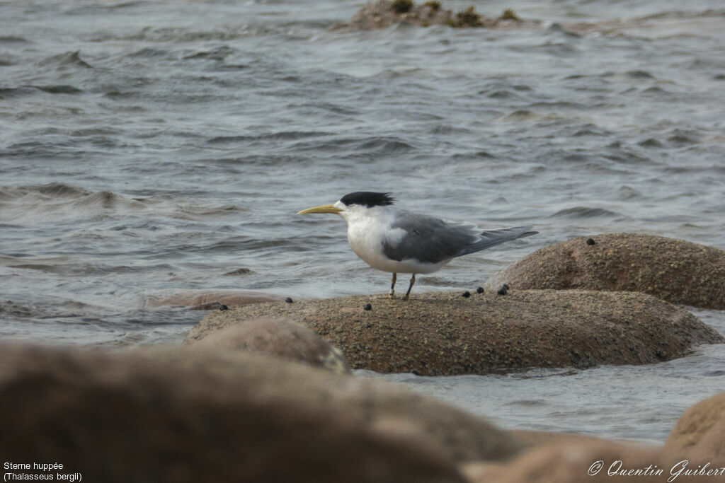 Greater Crested Ternadult