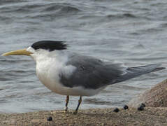 Greater Crested Tern