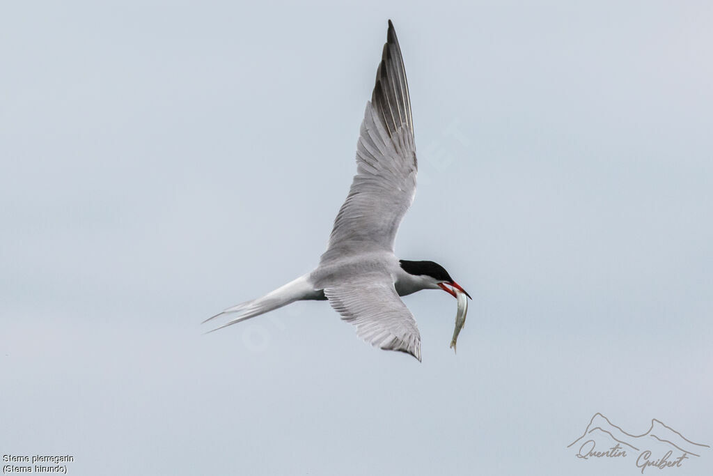 Sterne pierregarinadulte nuptial, Vol, pêche/chasse