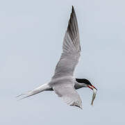 Common Tern