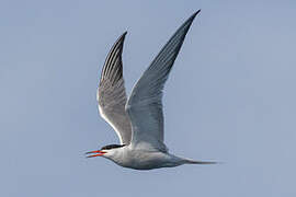 Common Tern