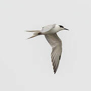 Common Tern