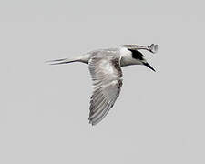 Common Tern