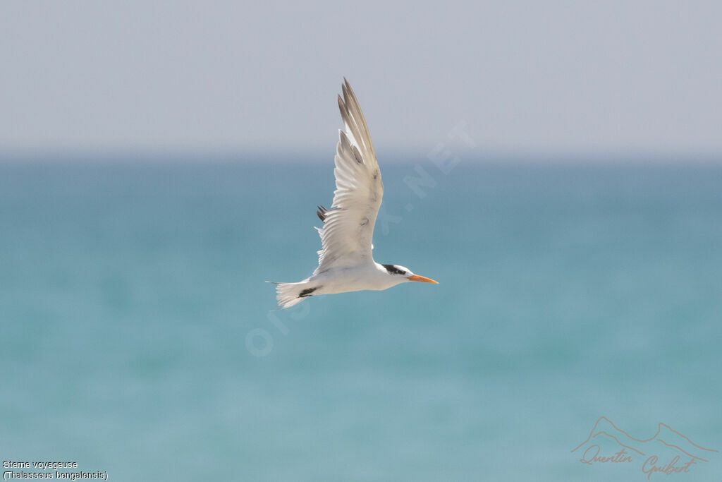 Sterne voyageuseadulte internuptial, Vol