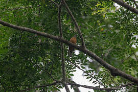 Finsch's Rufous Thrush