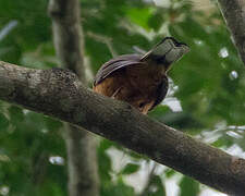 Finsch's Rufous Thrush