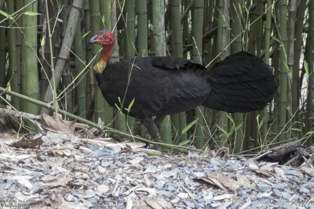 Australian Brushturkeyadult