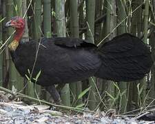 Australian Brushturkey