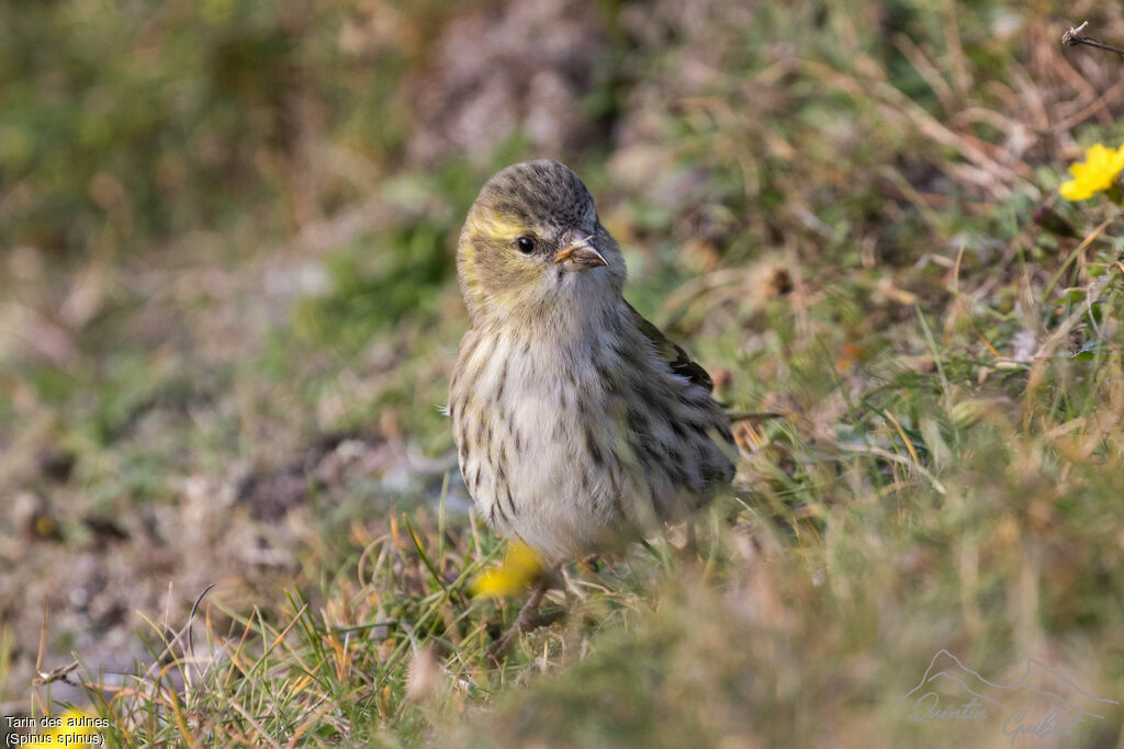 Eurasian Siskin